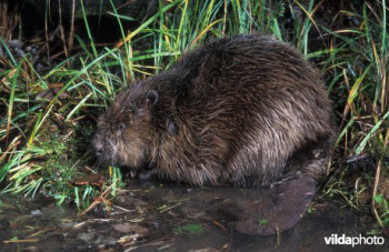  Bever in water © Rollin Verlinde 